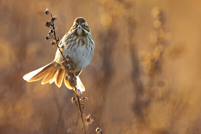 BUITEN BEELD Foto: 435935