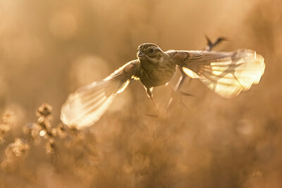 BUITEN BEELD Foto: 435937