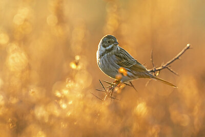 BUITEN BEELD Foto: 435938