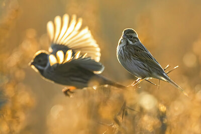 BUITEN BEELD Foto: 435939
