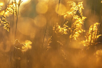 BUITEN BEELD Foto: 435940