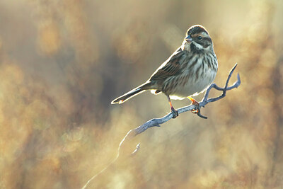 BUITEN BEELD Foto: 435941