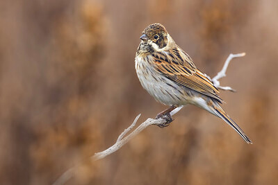 BUITEN BEELD Foto: 435942