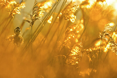 BUITEN BEELD Foto: 435943