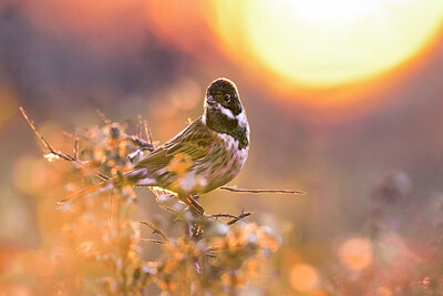 BUITEN BEELD Foto: 435944