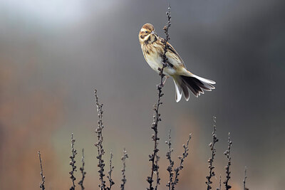 BUITEN BEELD Foto: 435945