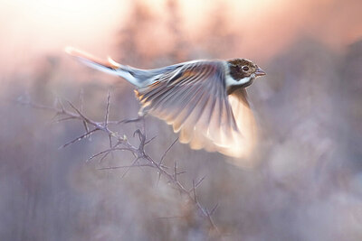 BUITEN BEELD Foto: 435946