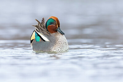 BUITEN BEELD Foto: 435950