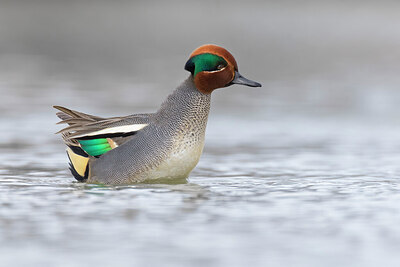 BUITEN BEELD Foto: 435952