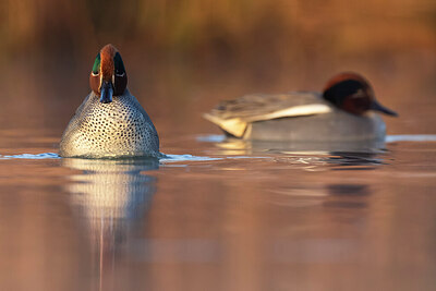 BUITEN BEELD Foto: 435953