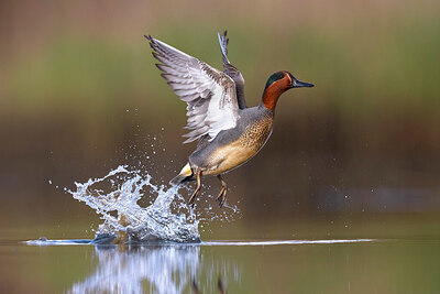 BUITEN BEELD Foto: 435955