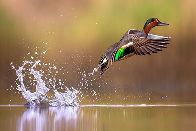BUITEN BEELD Foto: 435956
