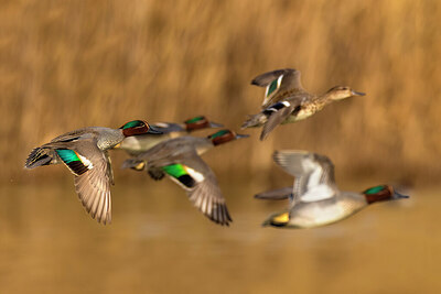 BUITEN BEELD Foto: 435960