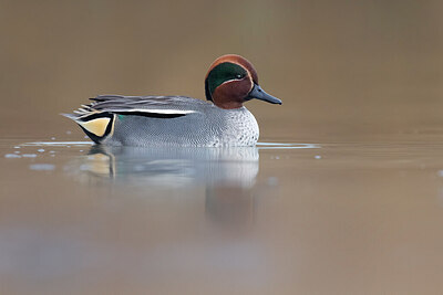 BUITEN BEELD Foto: 435962