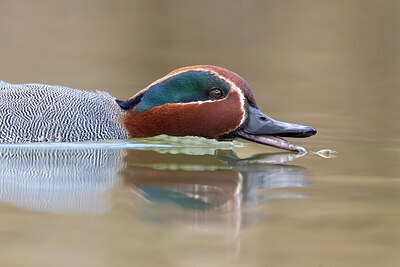 BUITEN BEELD Foto: 435964