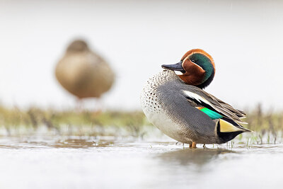 BUITEN BEELD Foto: 435966