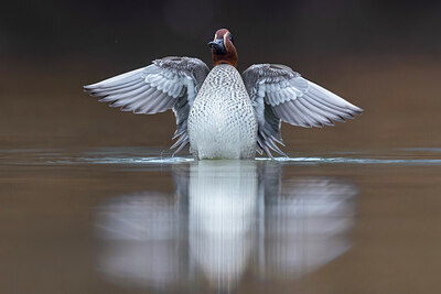 BUITEN BEELD Foto: 435970