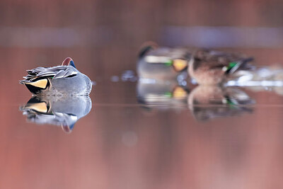 BUITEN BEELD Foto: 435971