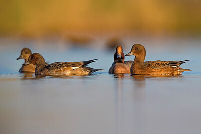 BUITEN BEELD Foto: 435972