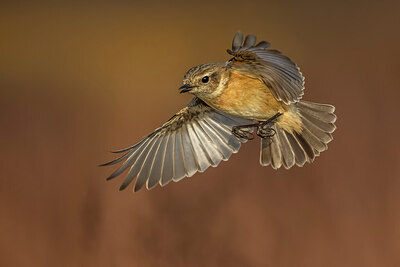 BUITEN BEELD Foto: 435973