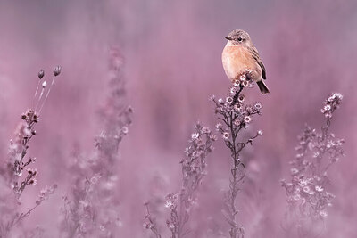 BUITEN BEELD Foto: 435974