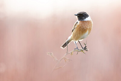 BUITEN BEELD Foto: 435976