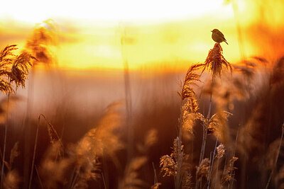 BUITEN BEELD Foto: 435977
