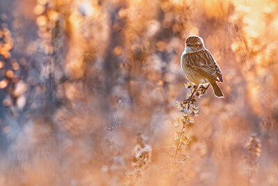 BUITEN BEELD Foto: 435978