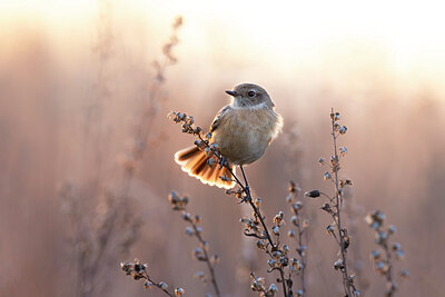 BUITEN BEELD Foto: 435979