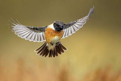 BUITEN BEELD Foto: 435980