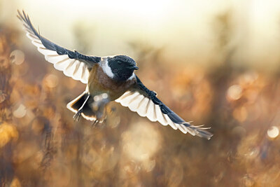 BUITEN BEELD Foto: 435981