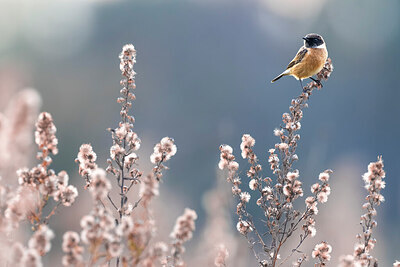 BUITEN BEELD Foto: 435982