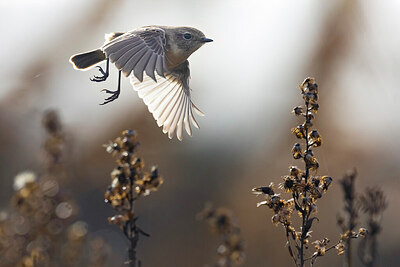 BUITEN BEELD Foto: 435984