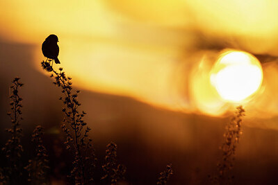 BUITEN BEELD Foto: 435985