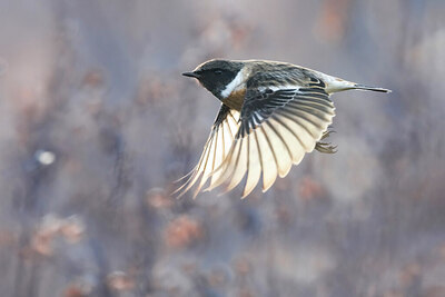 BUITEN BEELD Foto: 435986