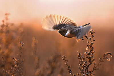 BUITEN BEELD Foto: 435987