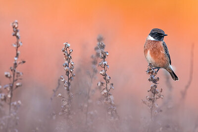 BUITEN BEELD Foto: 435988