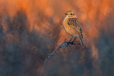 BUITEN BEELD Foto: 435989