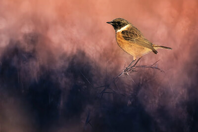 BUITEN BEELD Foto: 435990