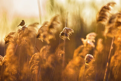 BUITEN BEELD Foto: 435991