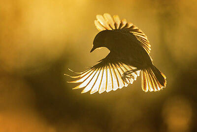 BUITEN BEELD Foto: 435993