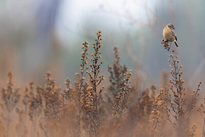 BUITEN BEELD Foto: 435995