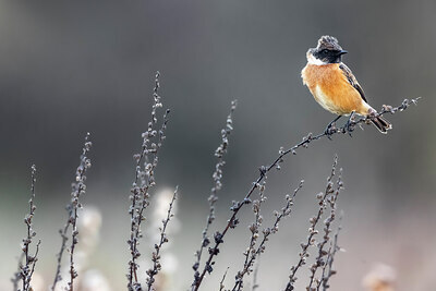 BUITEN BEELD Foto: 435996