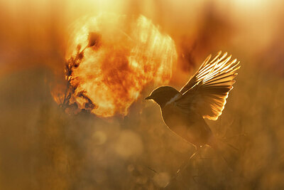 BUITEN BEELD Foto: 435998