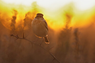 BUITEN BEELD Foto: 435999