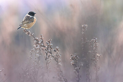 BUITEN BEELD Foto: 436000