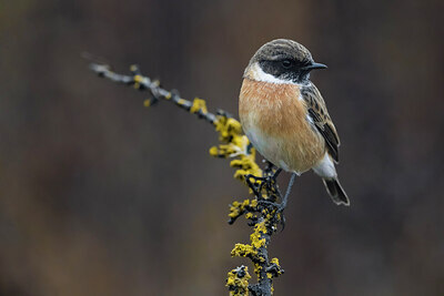 BUITEN BEELD Foto: 436001