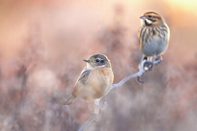 BUITEN BEELD Foto: 436002
