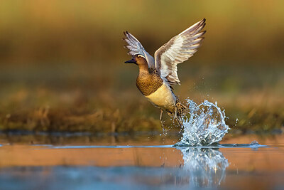 BUITEN BEELD Foto: 436007