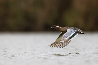 BUITEN BEELD Foto: 436011